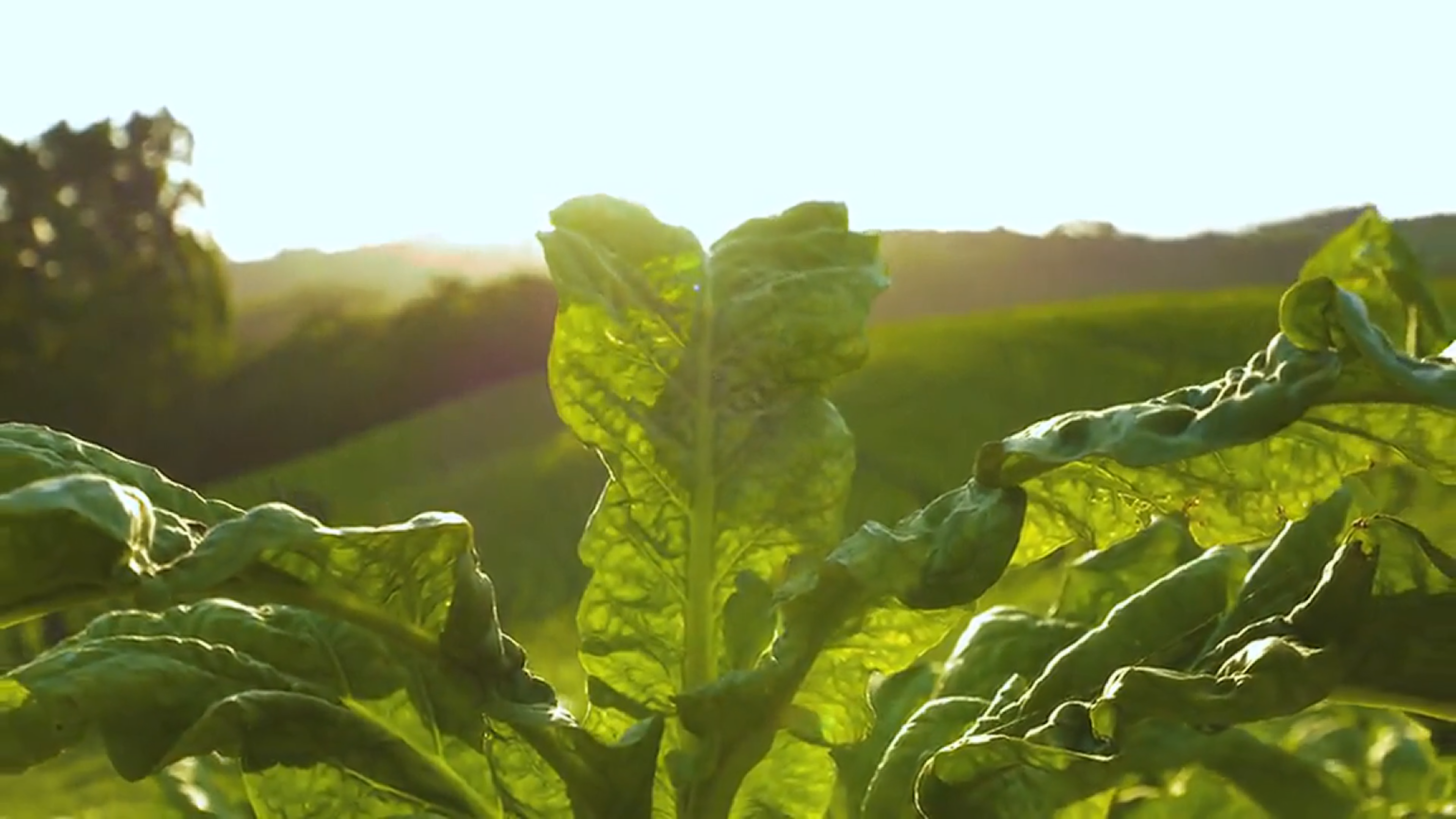 British American Tobacco – We are BAT